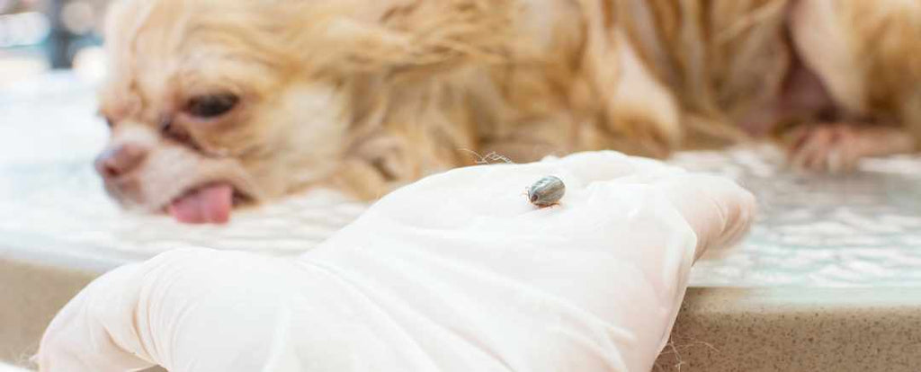 Tick taken off a dog by a professional