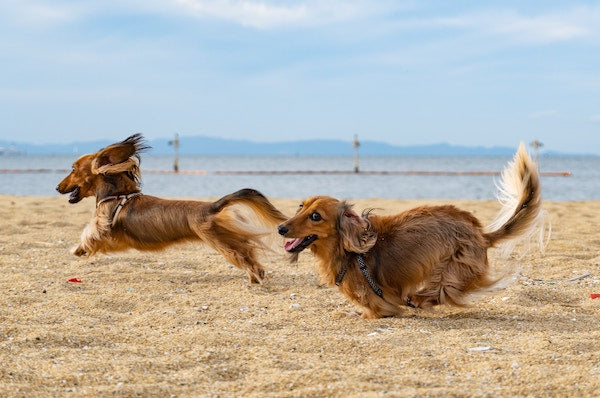 Two small dogs running on the beach