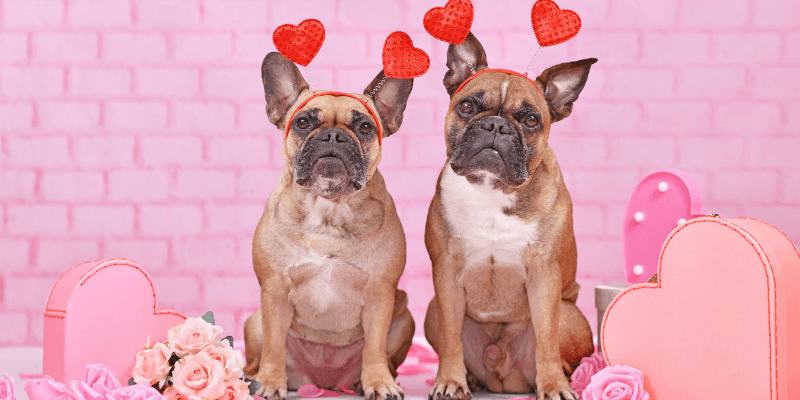 9 Fun Valentines Day Activities with Your Furry Friend