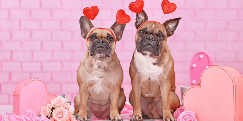 Valentine’s Day Pet Guide: Fun Ideas & Treats for Dogs & Cats in PH