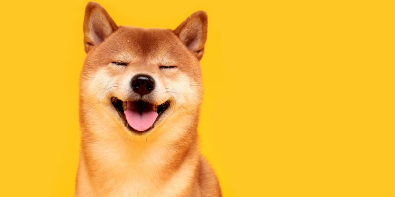 A Day in the Life of a Healthy Pooch