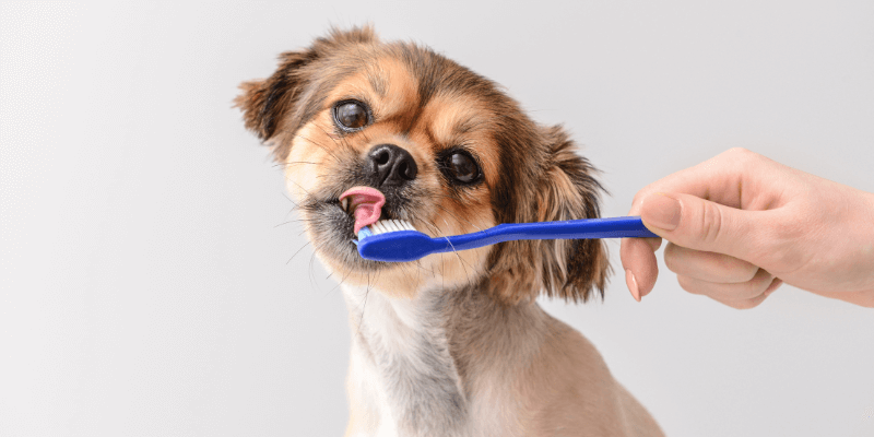 Here's the Ultimate Guide to Pet Oral Care for Paw Parents
