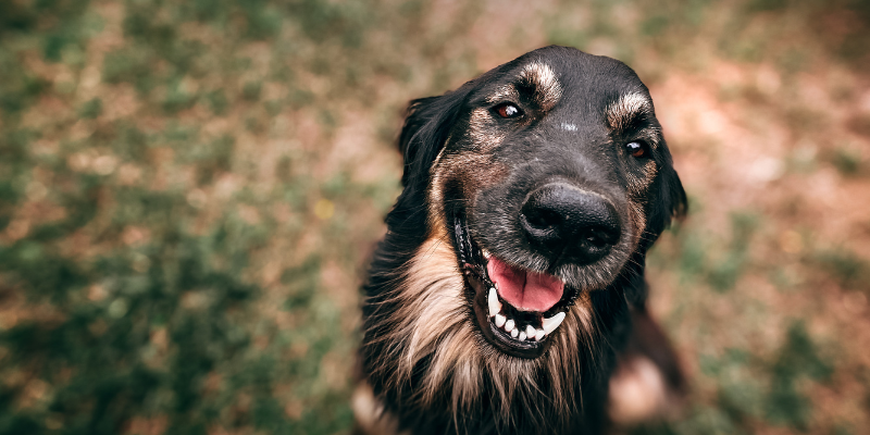 Doggie Dilemmas: Solving Common Behavior Issues with Positive Training Techniques