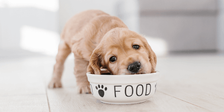 Why Is My Dog Not Eating?