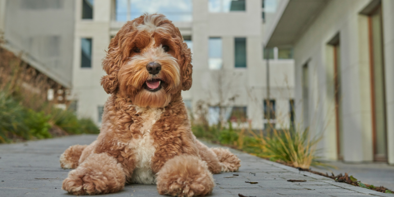 City Pup's Paradise: Navigating Fur Parenthood in the Bustling Metro