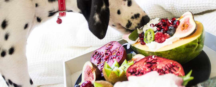 Foods dogs clearance should never eat