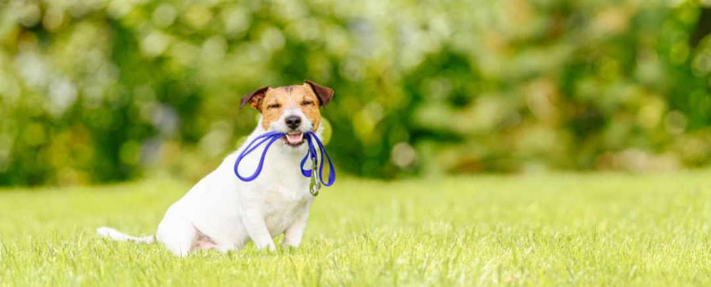 Dog pulling on a leash while on a walk