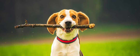 Dog playing fetch