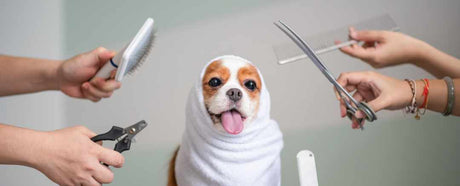 Set of hands ready to groom a dog