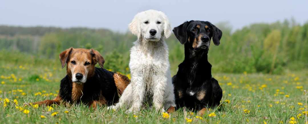 Common Dog Behaviors and the Meaning Behind Them