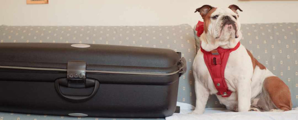 Dog sitting beside a big luggage bag