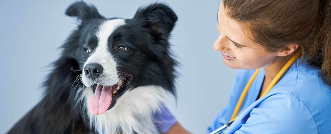 Senior dog with his veterinarian doctor