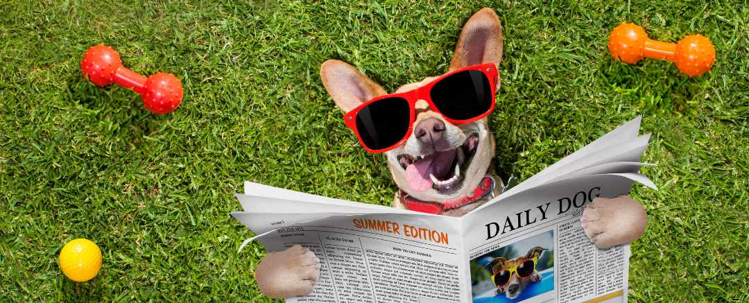 How to Encourage Positive Behaviour in Your Dog