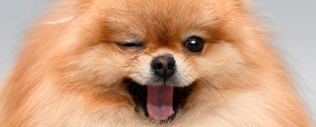 Happy dog lying on his back