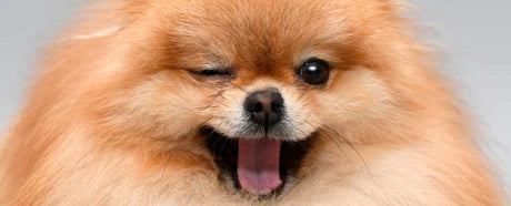 Happy dog lying on his back