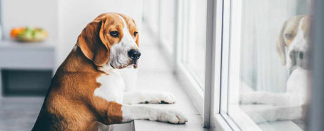 How to tell if your dog has separation anxiety