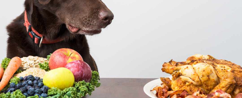Dog with blind fold choosing food