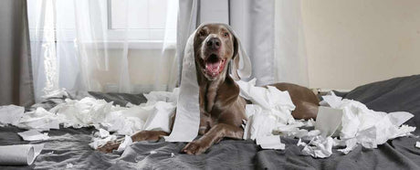Dog lying in his bed