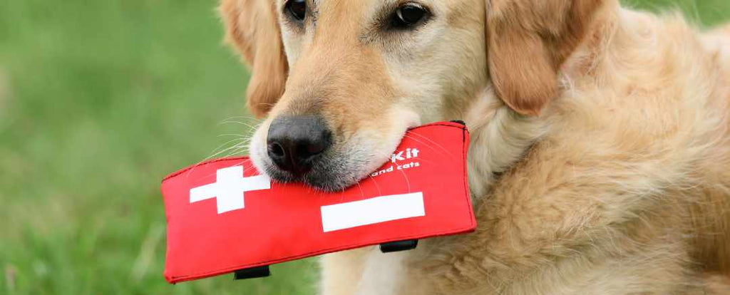 Golden retriever holding a red pet first aid kit on his mouth