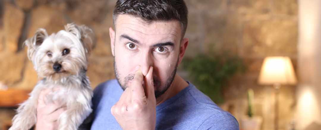 Why does my dog smell bad?