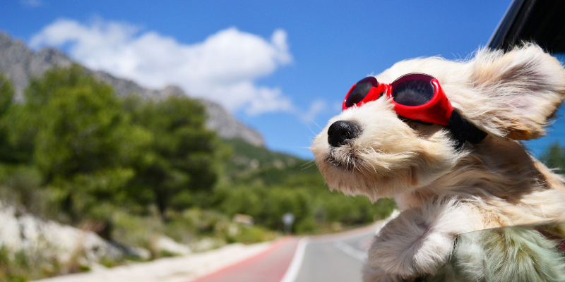Vet-Approved Tips to Keep Pets Safe Amid The Summer Heat
