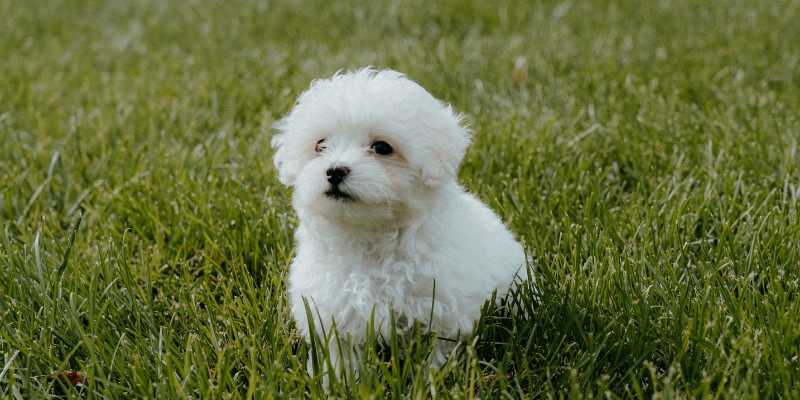 The Ultimate Guide to Puppy Care for First-Time Dog Owners