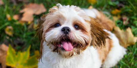 Tips and Tricks to Capture Stunning Photos of Your Dog