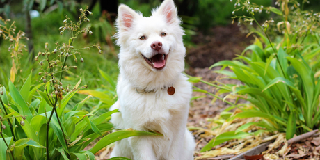 Happy Tummies, Happy Pups: A Fur Parent's Guide to Managing Your Dog's Upset Stomach | Dr.Shiba