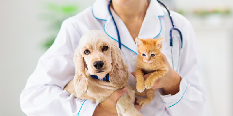 Dr. Shiba partners with Pioneer PetiCash to make pet insurance affordable for Filipino pet owners