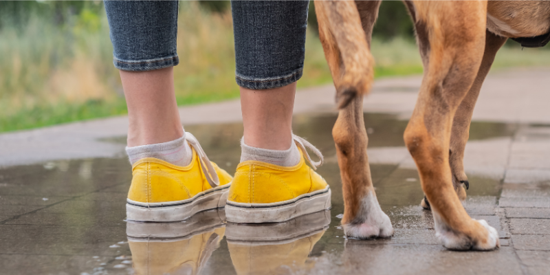 7 Ways to Keep Your Dog Healthy during the Rainy Season