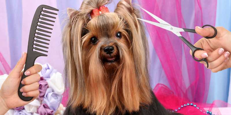 The Loving Fur Parent’s Guide to Maintaining Dog Fur