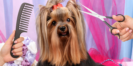 The Loving Fur Parent’s Guide to Maintaining Dog Fur