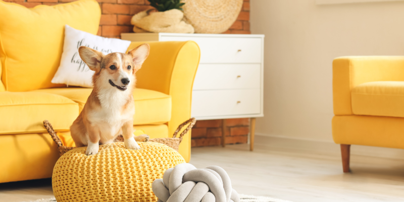 Dog-Proofing Your Home: Creating a Safe Environment for Your Furry Friend
