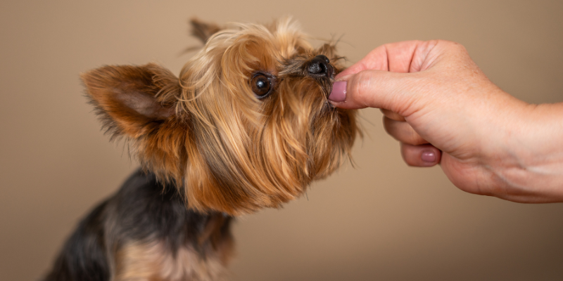 Understanding the Nutritional Excellence Inside Every Dr. Shiba Treat