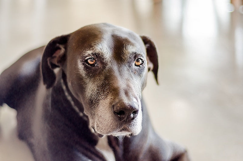 old black dog 