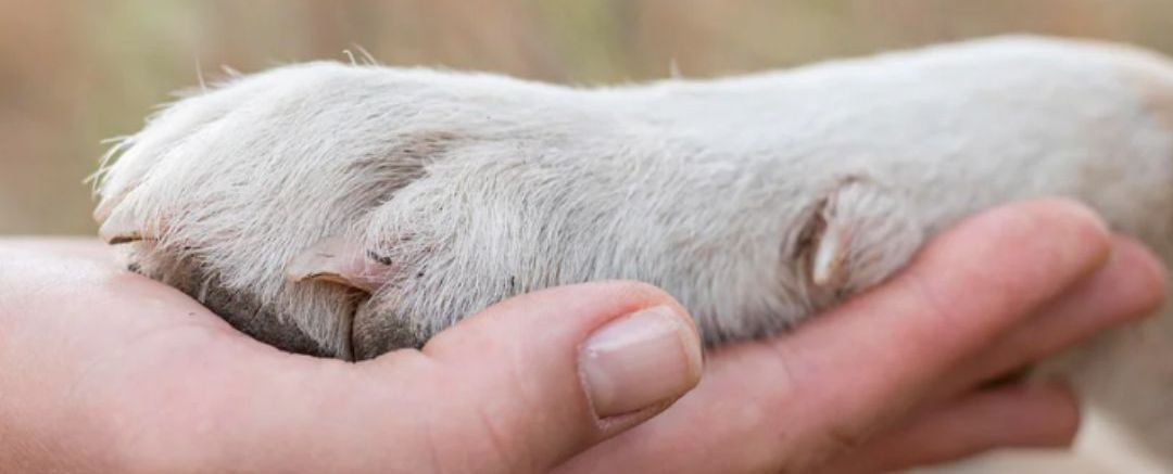 No Dog Left Behind: A Partnership With Pawssion Project