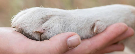 No Dog Left Behind: A Partnership With Pawssion Project