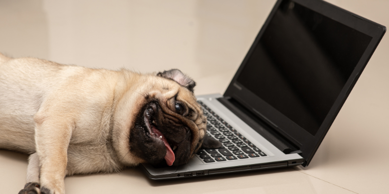 Top 7 Tips on How to Work from Home as a Fur Parent