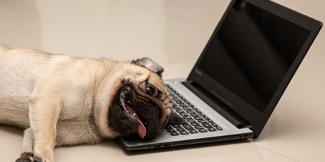 Top 7 Tips on How to Work from Home as a Fur Parent