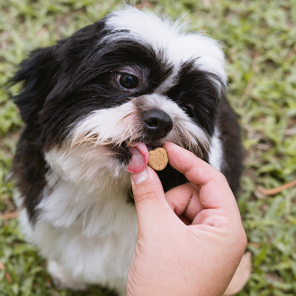 The Ultimate Immunity Boosting Treats For Dogs Of All Ages Pro Immune the-ultimate-immunity-boosting-treats-for-dogs-of-all-ages-pro-immune